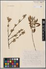Foto von Salix aurita L. x Salix purpurea L. x Salix repens L.